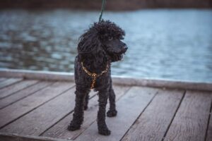 Arleta – k adopci